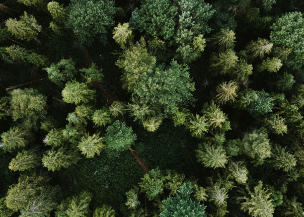 Luchtfoto van duurzaam groeiend bos, symbool voor organische groei door SEO en contentmarketing